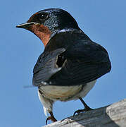 Barn Swallow