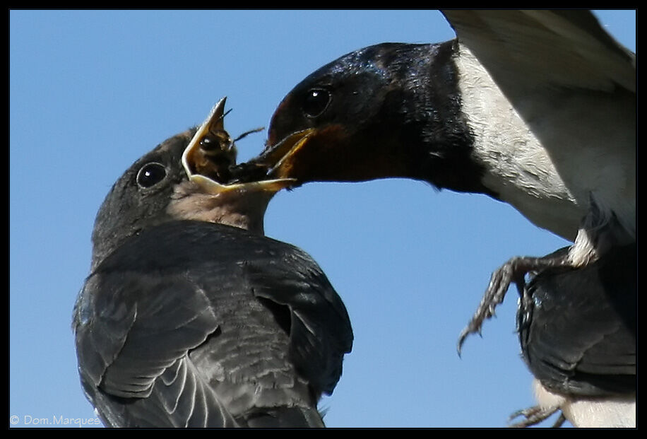 Barn Swallow, feeding habits, Behaviour