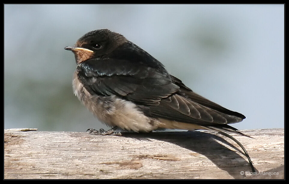 Hirondelle rustique1ère année