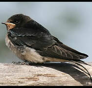 Barn Swallow