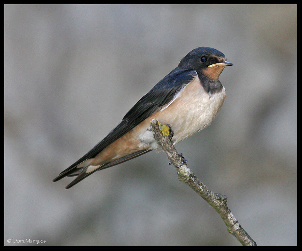 Hirondelle rustiquejuvénile