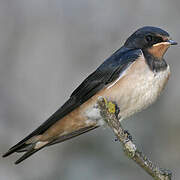 Barn Swallow