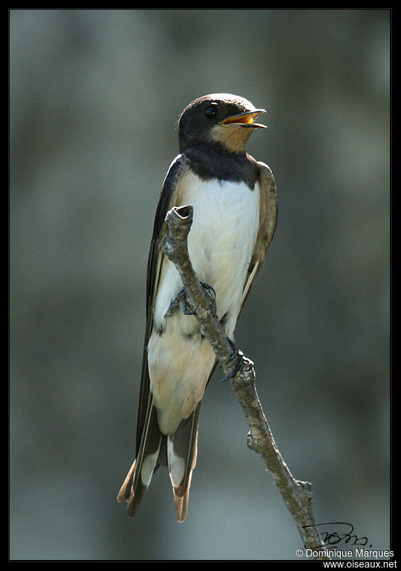 Barn Swallowjuvenile, song