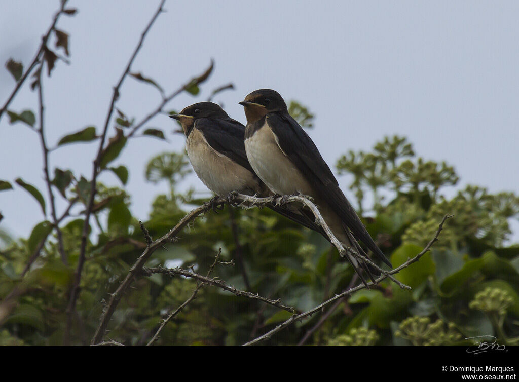 Barn Swallow, identification