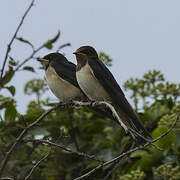 Barn Swallow