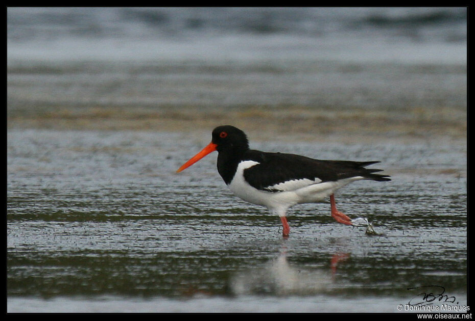 Eurasian Oystercatcheradult