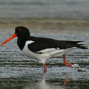 Eurasian Oystercatcher