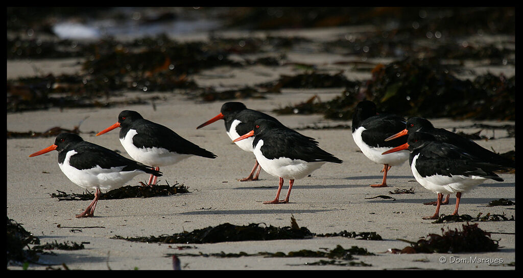 Eurasian Oystercatcher, Behaviour