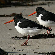 Eurasian Oystercatcher