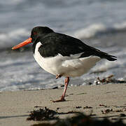 Eurasian Oystercatcher