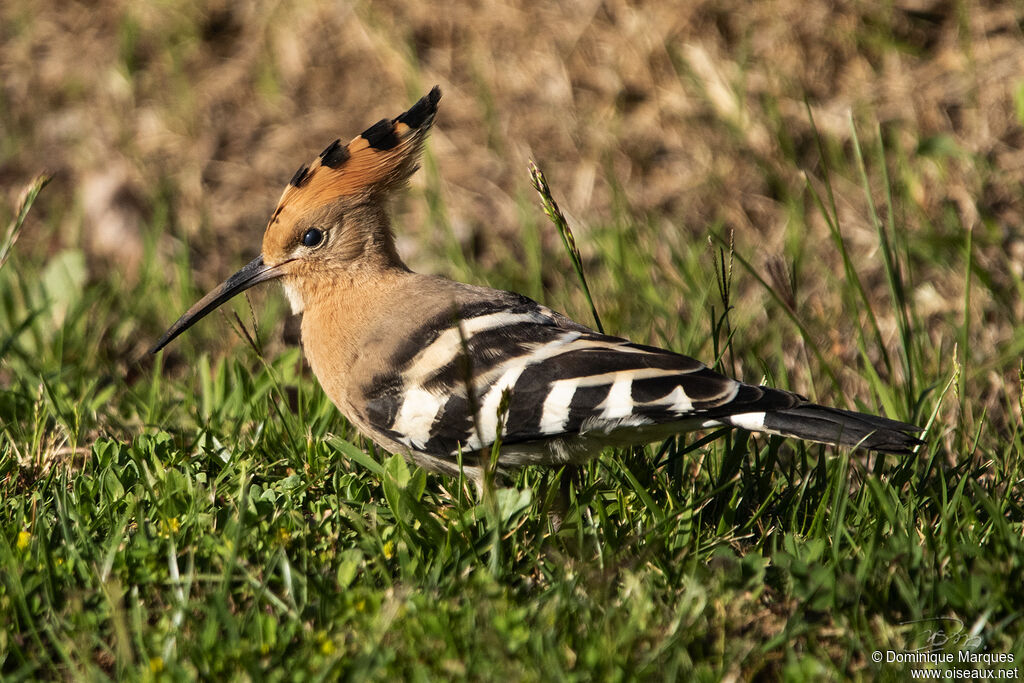 Huppe fasciéeadulte, identification