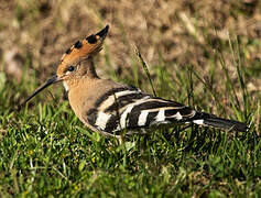 Eurasian Hoopoe