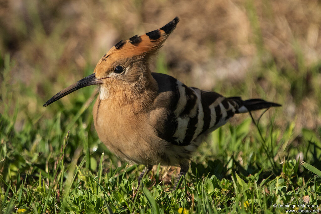 Huppe fasciéeadulte, identification