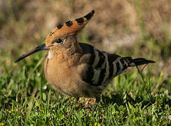 Eurasian Hoopoe