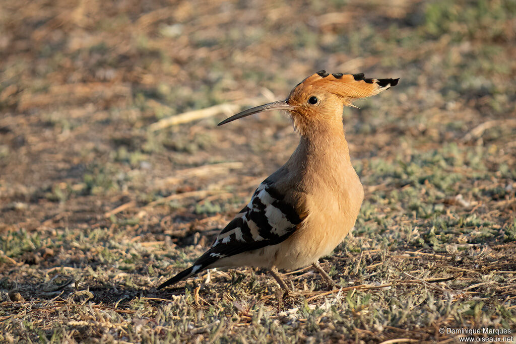 Huppe fasciéeadulte, identification