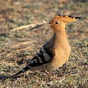 Eurasian Hoopoe