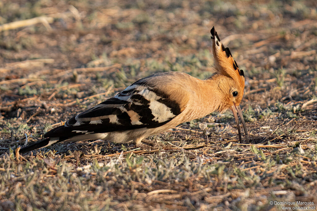 Huppe fasciéeadulte, identification