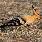 Eurasian Hoopoe