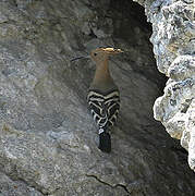 Eurasian Hoopoe