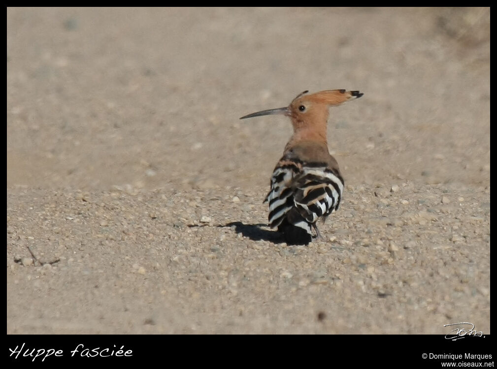 Huppe fasciéeadulte, identification