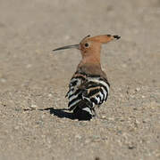 Eurasian Hoopoe