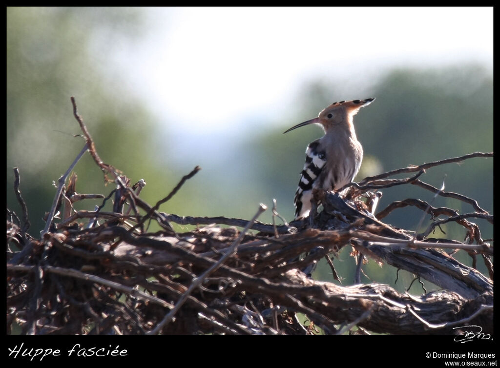 Eurasian Hoopoeadult, identification