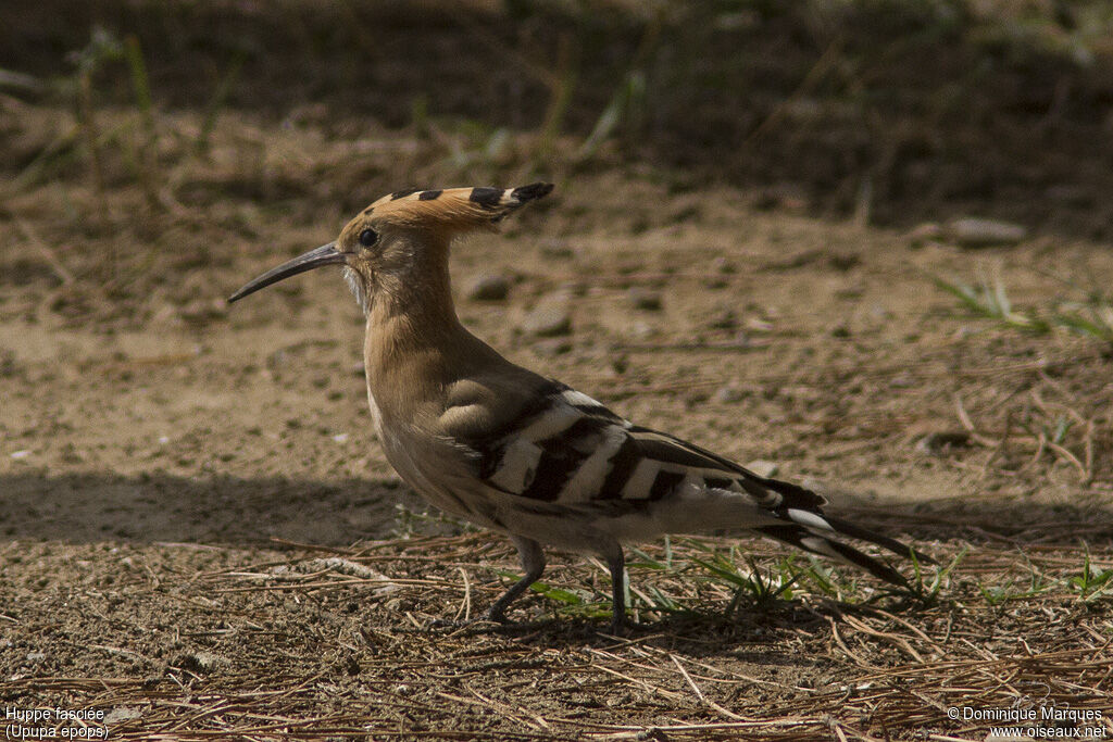 Huppe fasciéeadulte, identification