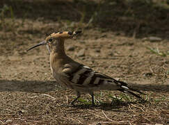 Eurasian Hoopoe