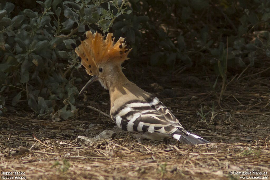 Huppe fasciéeadulte, identification