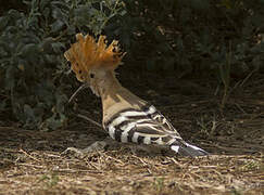 Eurasian Hoopoe