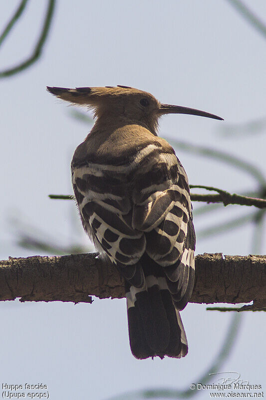 Eurasian Hoopoeadult, identification