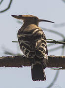 Eurasian Hoopoe