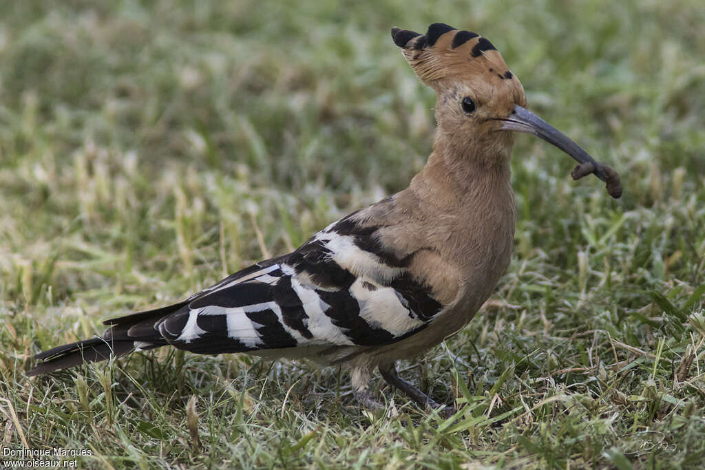 Huppe fasciéeadulte, mange