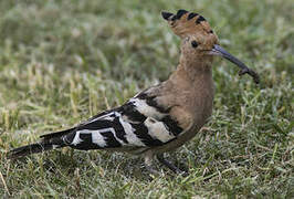 Eurasian Hoopoe