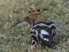 Eurasian Hoopoe