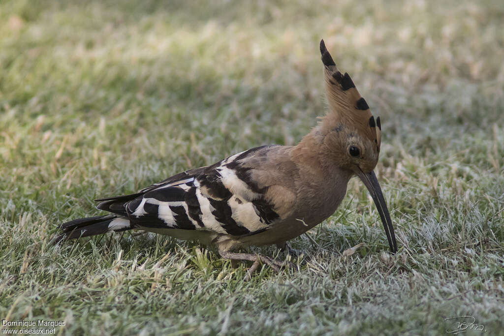 Eurasian Hoopoeadult, eats