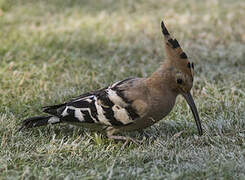 Eurasian Hoopoe