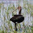 Ibis falcinelle