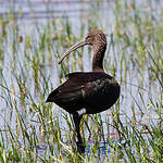 Ibis falcinelle