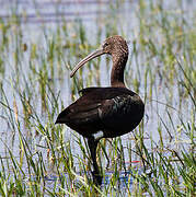 Glossy Ibis