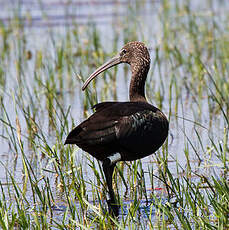 Ibis falcinelle