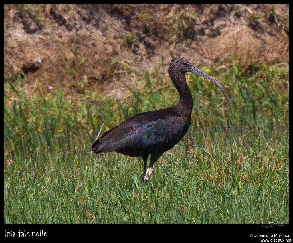 Ibis falcinelle, identification