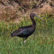 Glossy Ibis