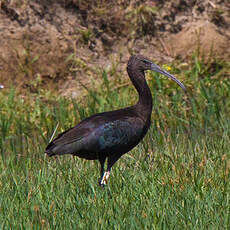 Ibis falcinelle