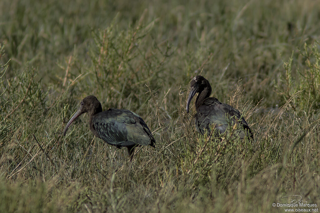 Ibis falcinelleadulte