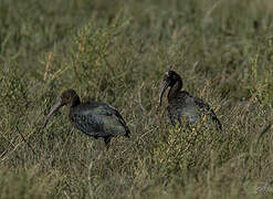 Glossy Ibis