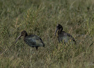 Ibis falcinelle