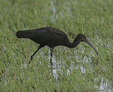 Glossy Ibis