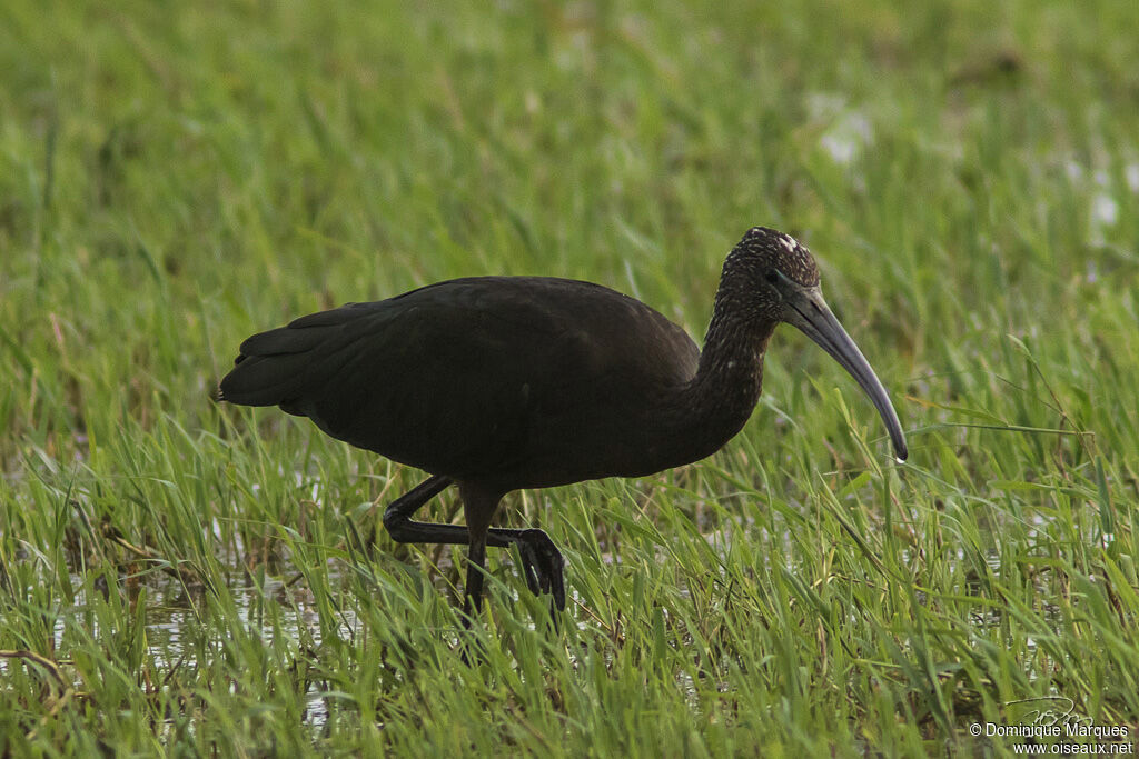 Ibis falcinelle