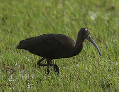 Glossy Ibis